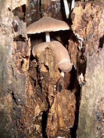 mushrooms-gray-in-decaying-stump