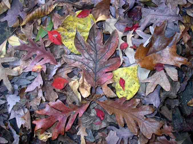 fall-magic-fallen-leaves