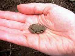 frog-in-my-hand