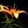 Glowing Orange Lilies